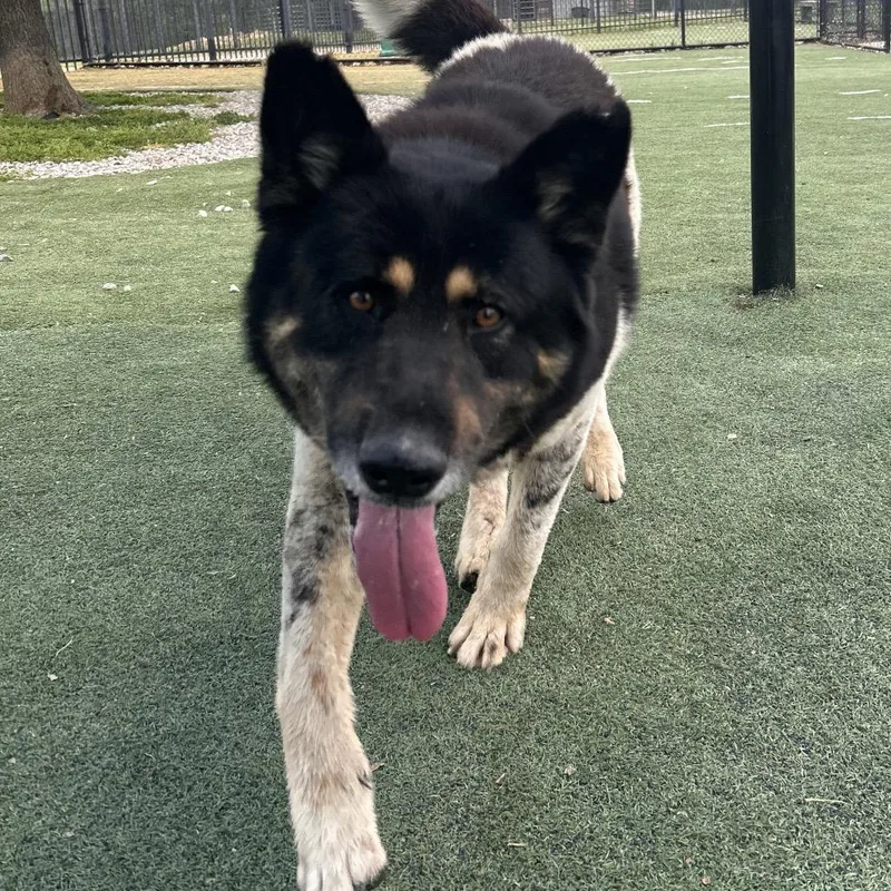 Taye Diggs thumbnail 4