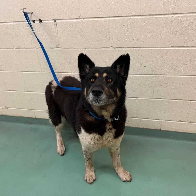 Taye Diggs thumbnail 5