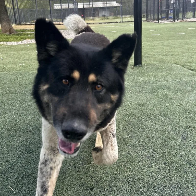 Taye Diggs thumbnail 6