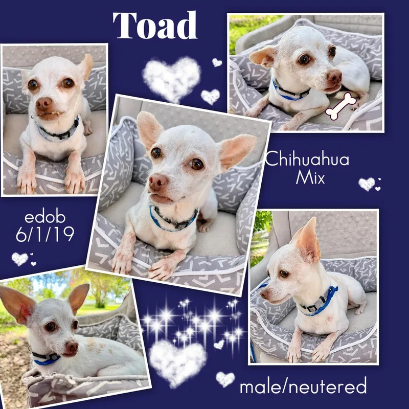 An adult small-sized male White / Cream Chihuahua dog named Toad BRT for adoption in Missouri City, TX