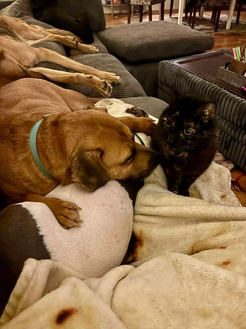 Wyatt Derp thumbnail 3