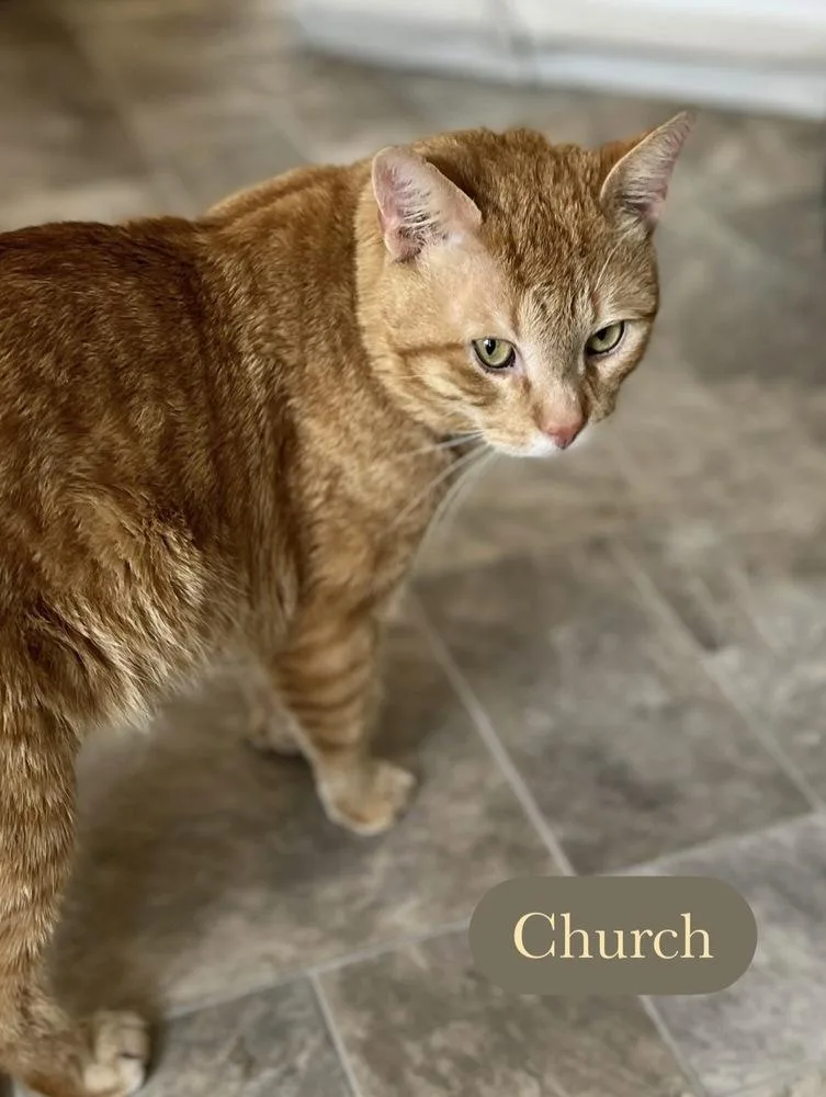 An adult medium-sized male Orange & White Domestic Short Hair cat named Church for adoption in Chalfont, PA
