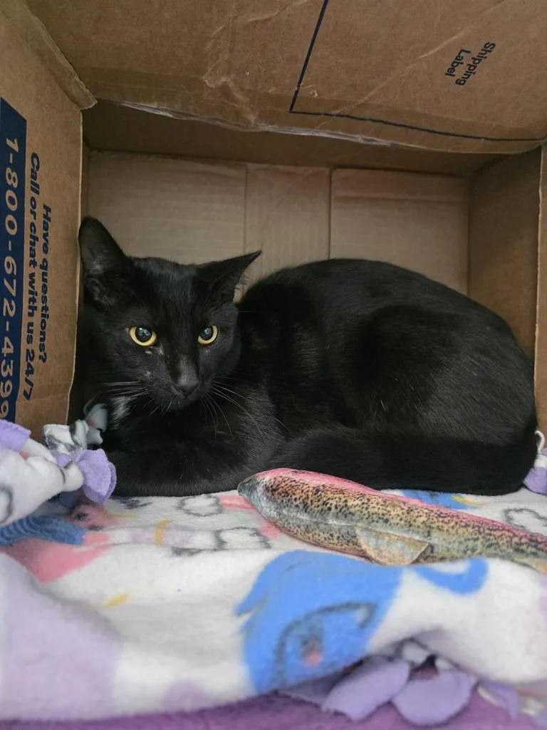 A young small-sized male Domestic Short Hair cat named Blake for adoption in Saint Paul, MN
