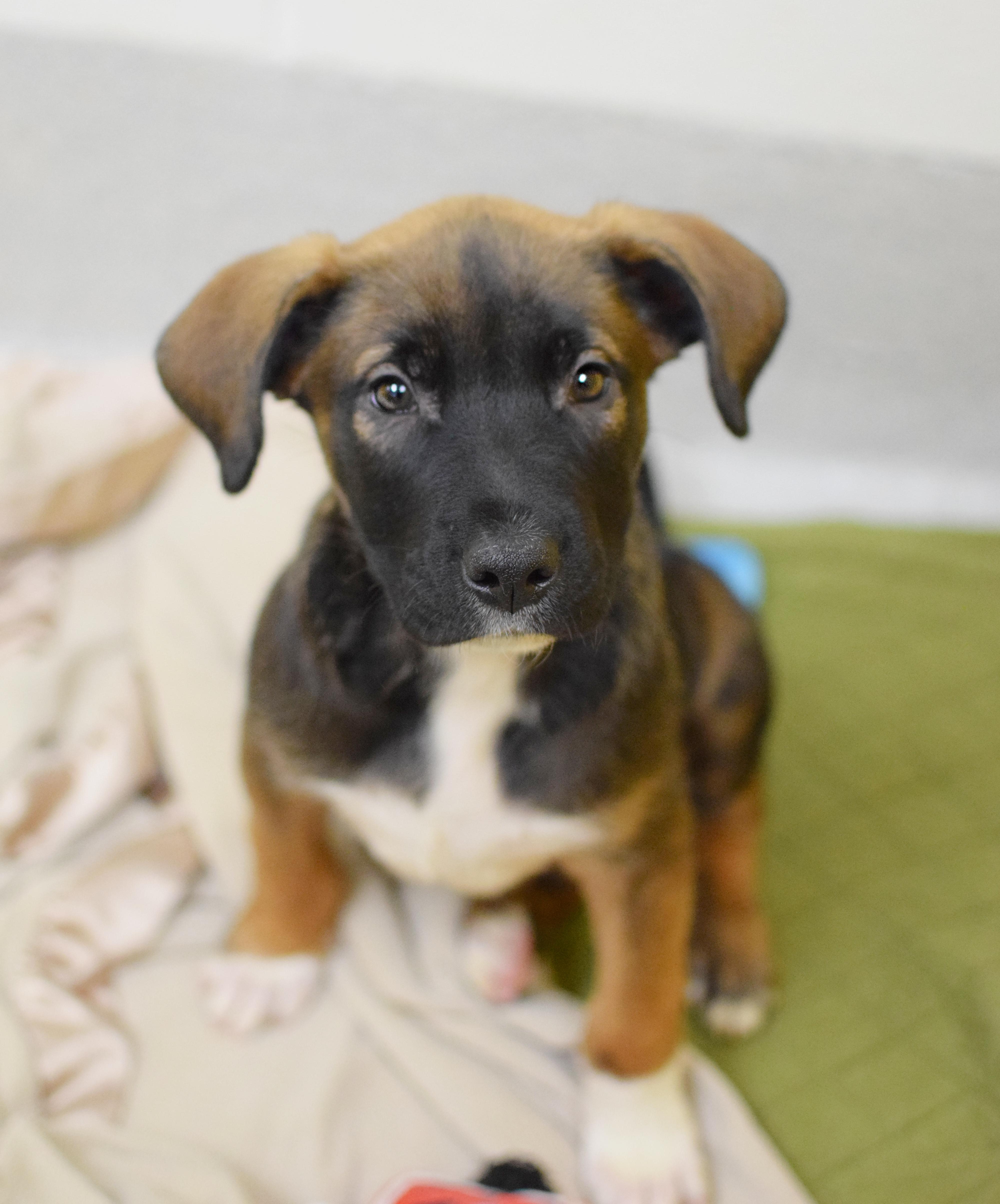 A baby medium-sized male Bicolor German Shepherd Dog dog named Little Rascals for adoption in Pontiac, MI