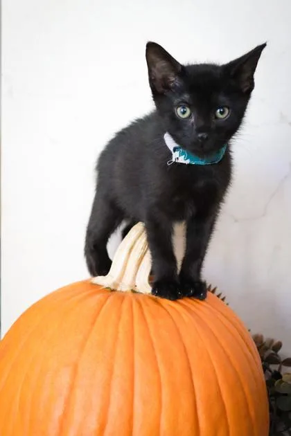 A baby small-sized male Domestic Short Hair cat named Ross for adoption in Cumming, GA