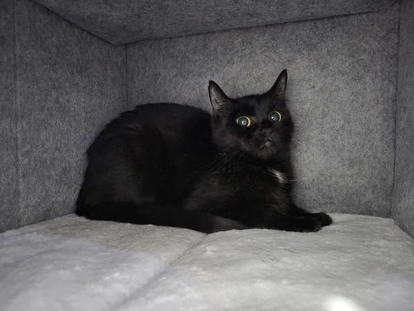 An adult small-sized female Domestic Short Hair cat named Rockette for adoption in Ridgewood, NY