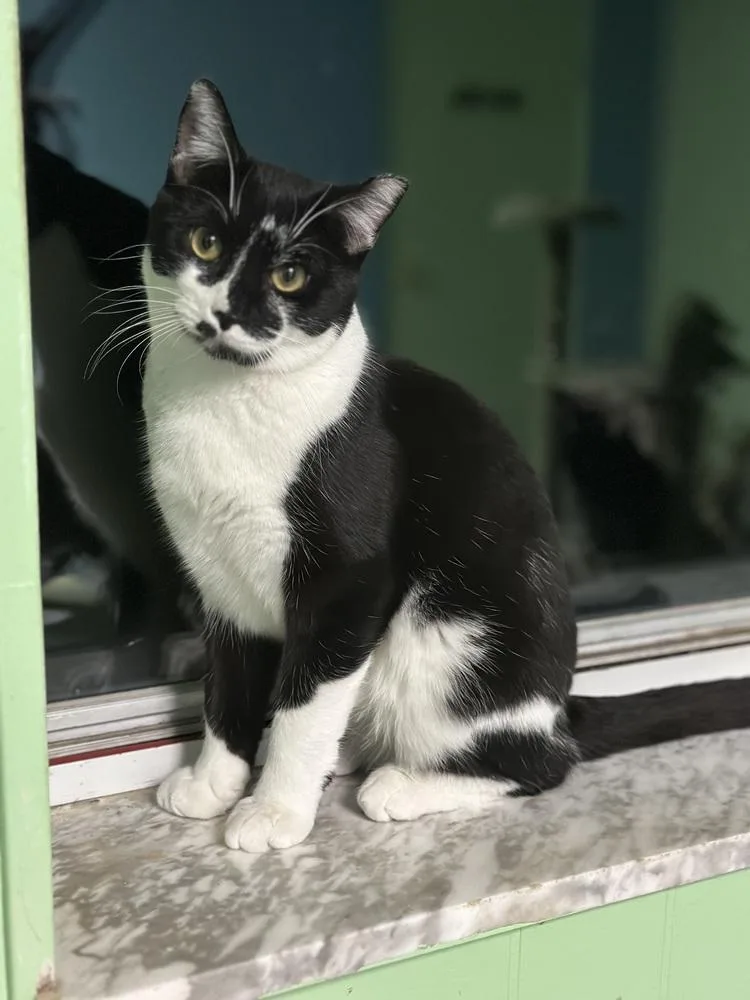 A young medium-sized male Black & White / Tuxedo Domestic Short Hair cat named Bagel for adoption in Richmond, IN