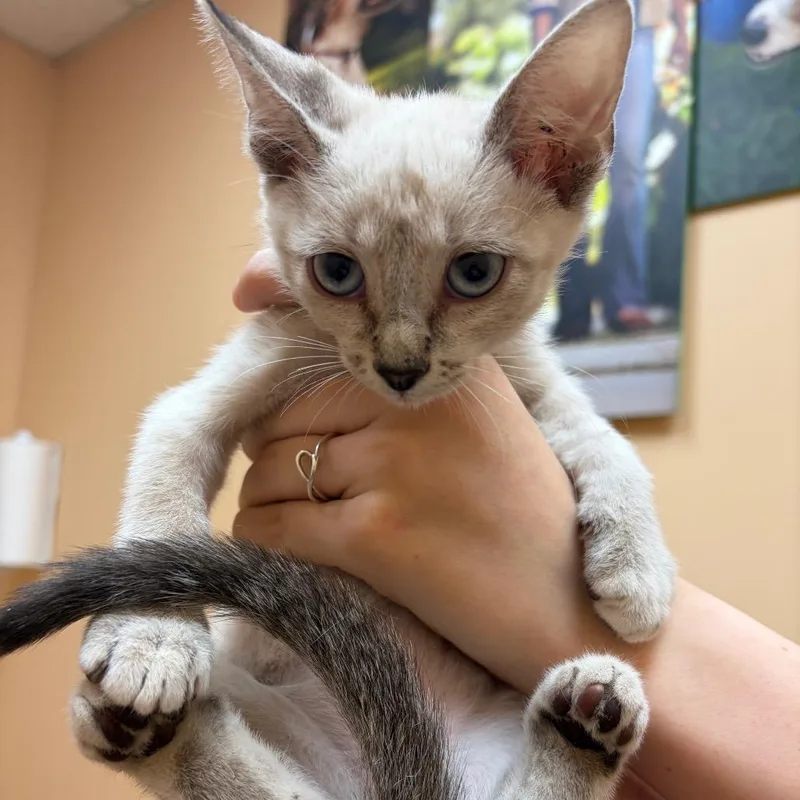 A baby small-sized female Gray / Blue / Silver Domestic Short Hair cat named SnowFlake for adoption in Midland, TX