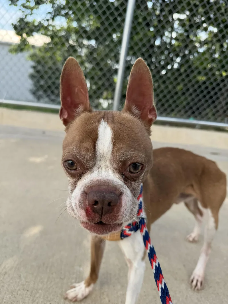 An adult small-sized male Boston Terrier dog named Charlie for adoption in Portland, ME