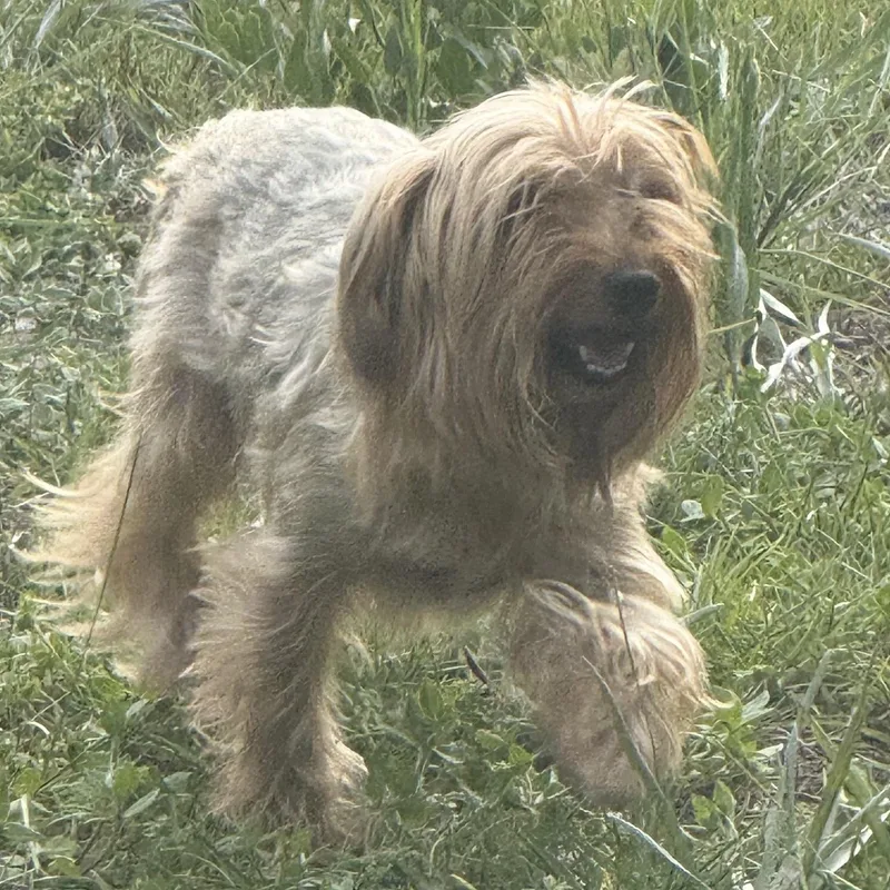 A senior small-sized male Yorkshire Terrier dog named Peanut for adoption in Eagleville, TN