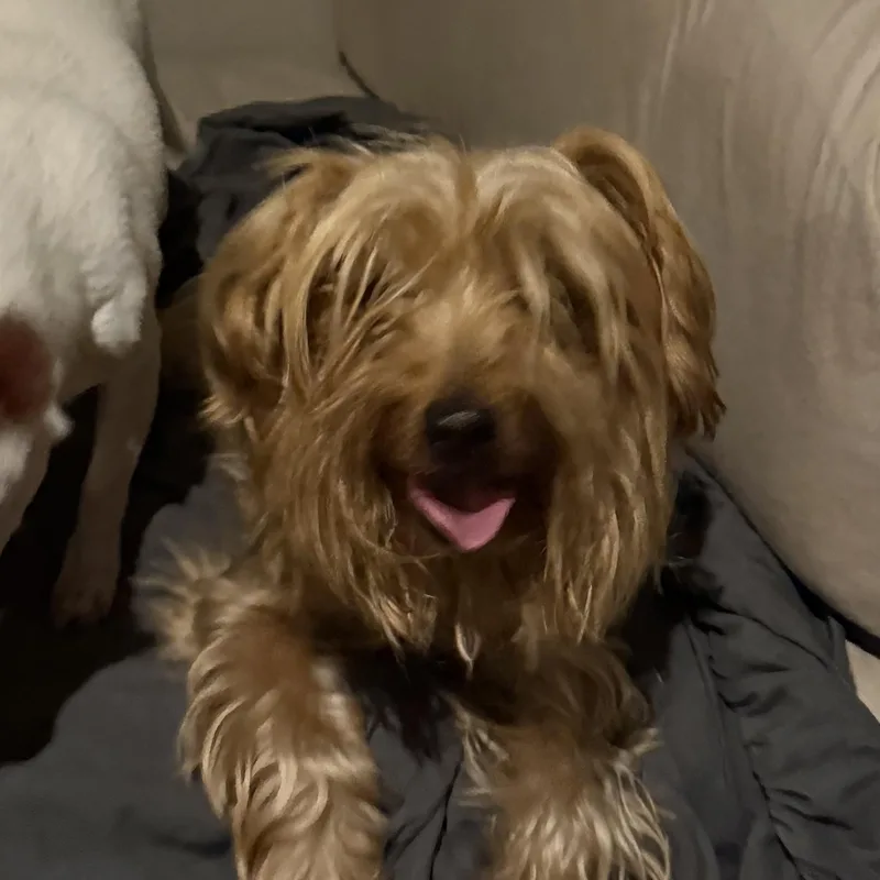 Peanut thumbnail 2