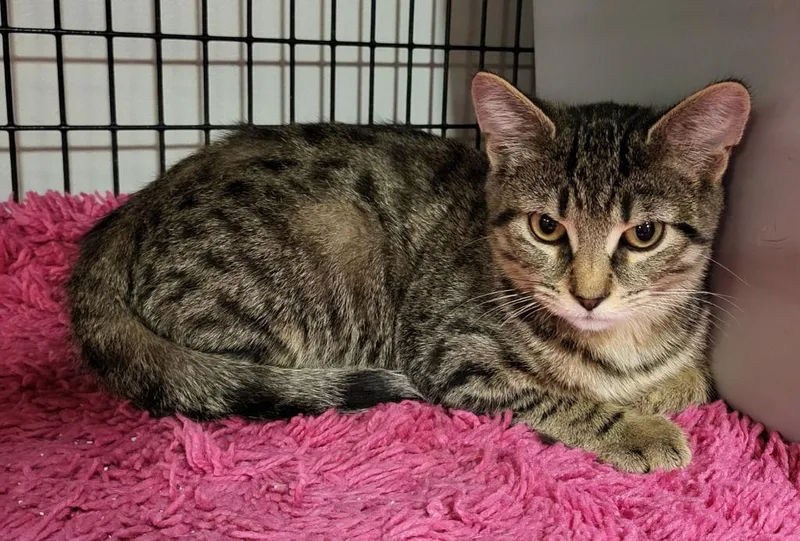 An adult medium-sized male Domestic Short Hair cat named Carbucketty for adoption in Rochester, NY