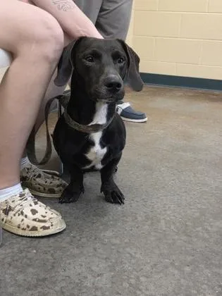 An adult small-sized male Mixed Breed dog named Basil for adoption in Independence, MO