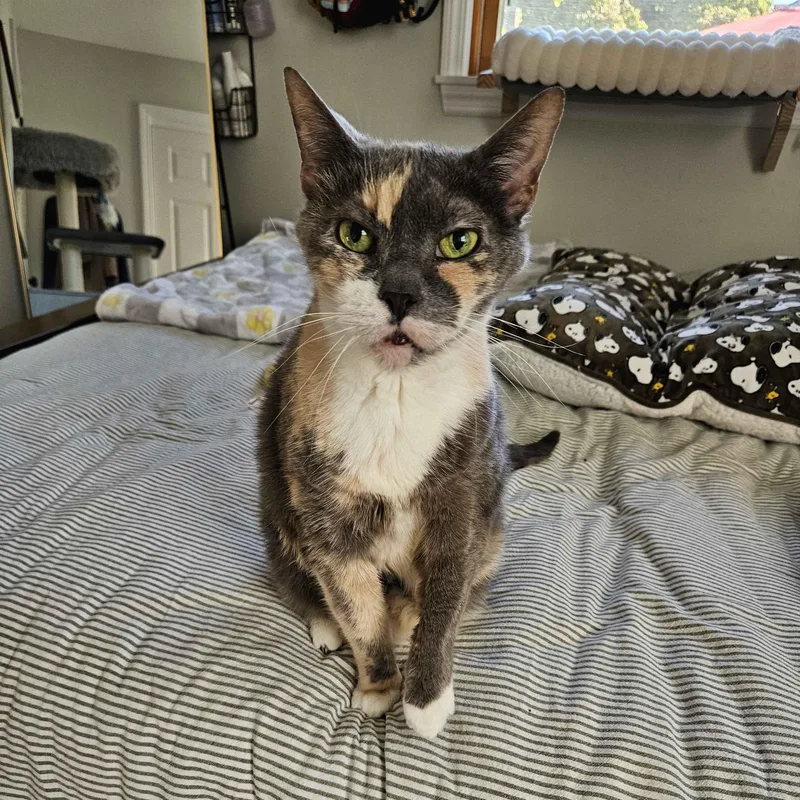 A senior medium-sized female Dilute Tortoiseshell Domestic Short Hair cat named Eddie for adoption in Weehawken, NJ