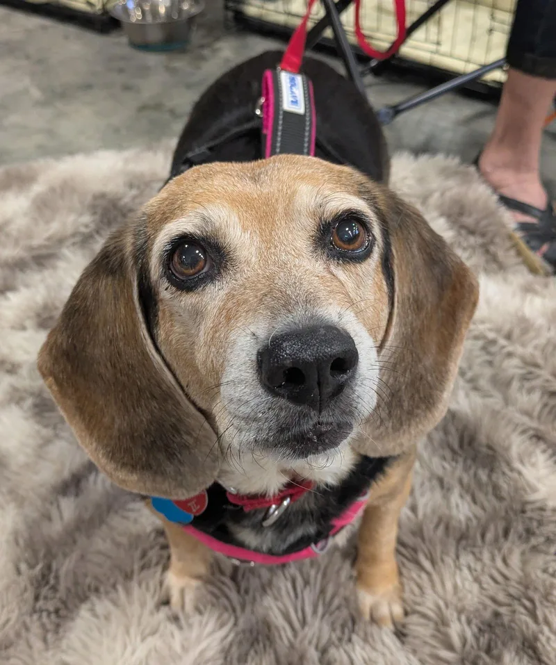 A senior medium-sized female Beagle dog named Arabella Ii for adoption in Dunnellon, FL