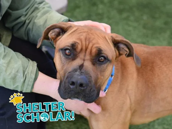 A young large-sized female Mixed Breed dog named Milky Way for adoption in Ridgewood, NY