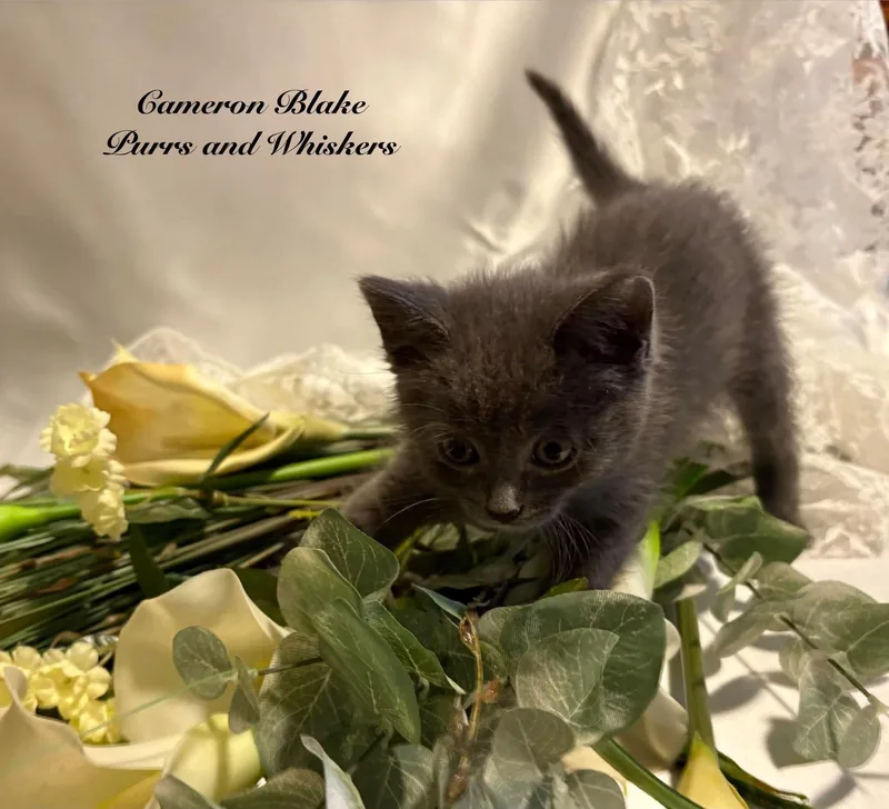 A baby medium-sized male Gray & White Domestic Short Hair cat named Cameron Blake for adoption in New Hartford, NY