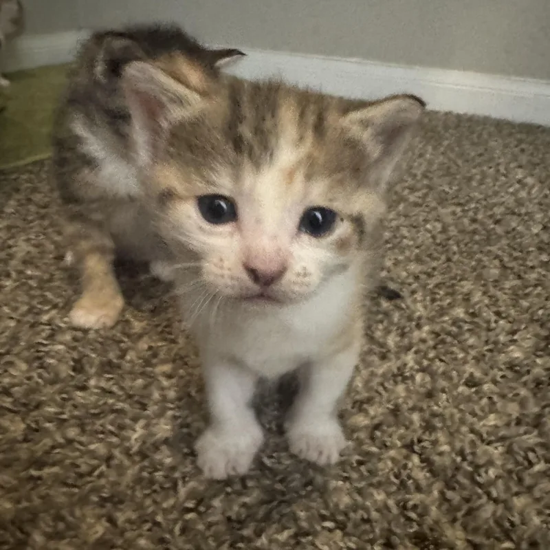 A baby medium-sized female Calico Calico cat named Maeve for adoption in Pottsboro, TX