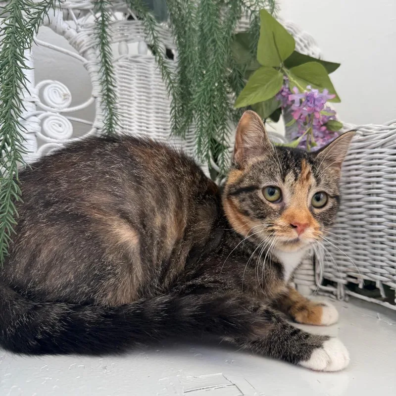 A young small-sized female Calico Domestic Short Hair cat named Noodle Ridge for adoption in Eaton Rapids, MI