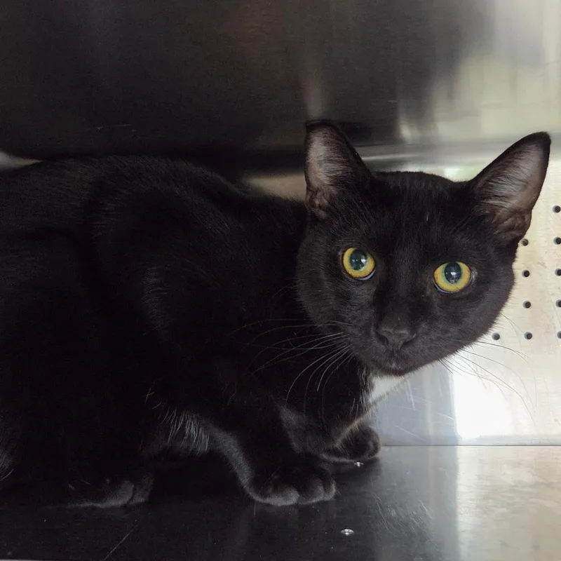 A young medium-sized male Black Domestic Short Hair cat named Rickie for adoption in Asheville, NC