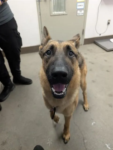 A young large-sized male German Shepherd Dog dog named Buzz for adoption in Tucson, AZ