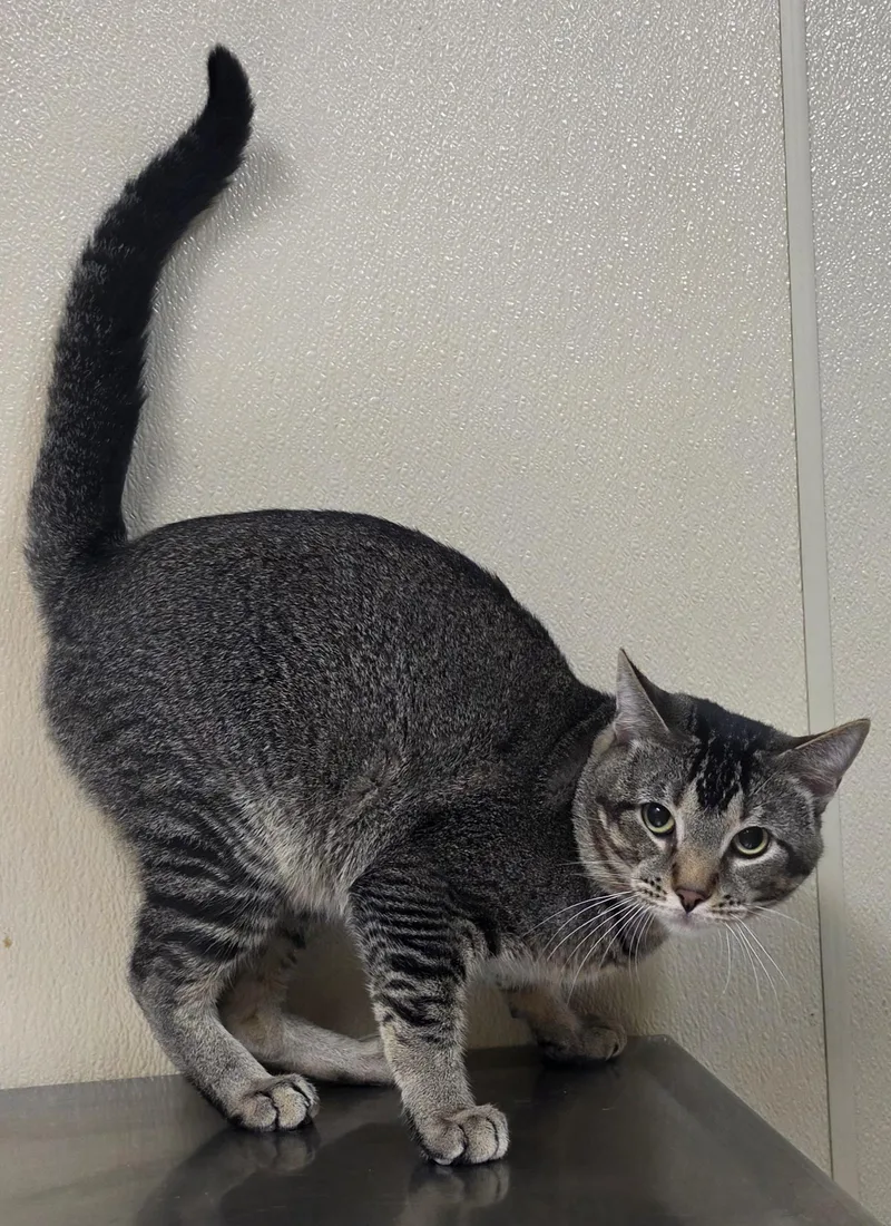 A young medium-sized male Domestic Short Hair cat named Ford for adoption in Brainerd, MN