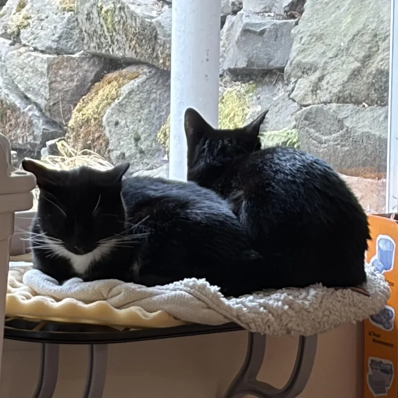 A young medium-sized male Black & White / Tuxedo Domestic Short Hair cat named Dodge for adoption in Renton , WA