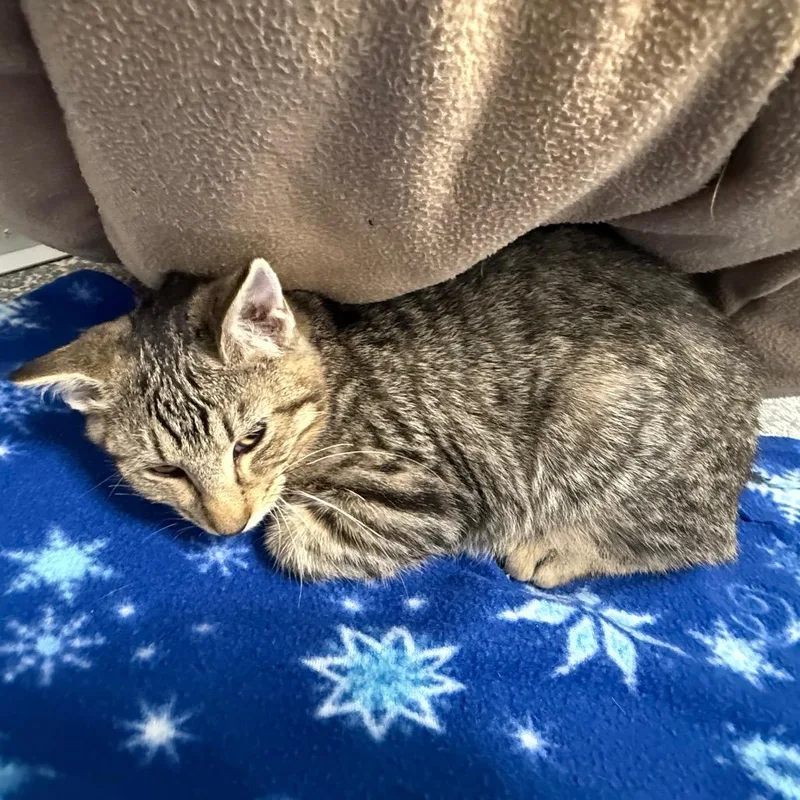 A baby small-sized male Black Domestic Short Hair cat named Bentley for adoption in Carroll, IA