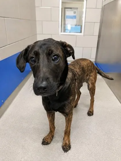 A baby large-sized female Belgian Shepherd / Malinois dog named Rosie for adoption in North Richland Hills, TX