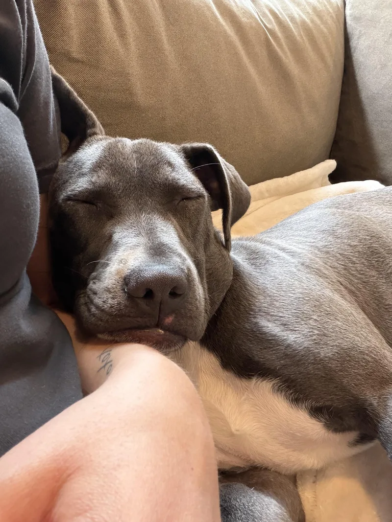 A baby medium-sized female Labrador Retriever dog named Poppy for adoption in Carmel, NY
