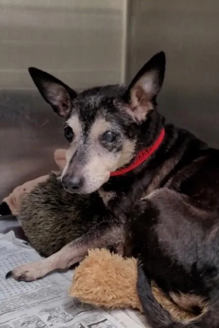 A senior small-sized female Chihuahua dog named Margarita for adoption in Los Angeles, CA