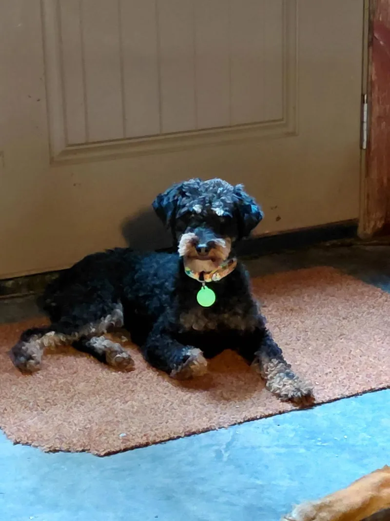 An adult small-sized female Airedale Terrier dog named Zoodles for adoption in Millerstown, PA