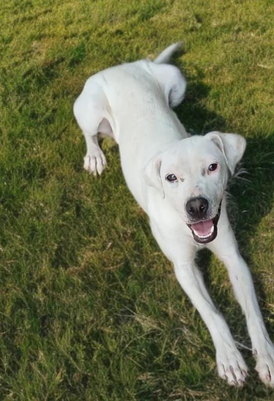 A young medium-sized female White / Cream Boxer dog named Silver for adoption in Austin, TX