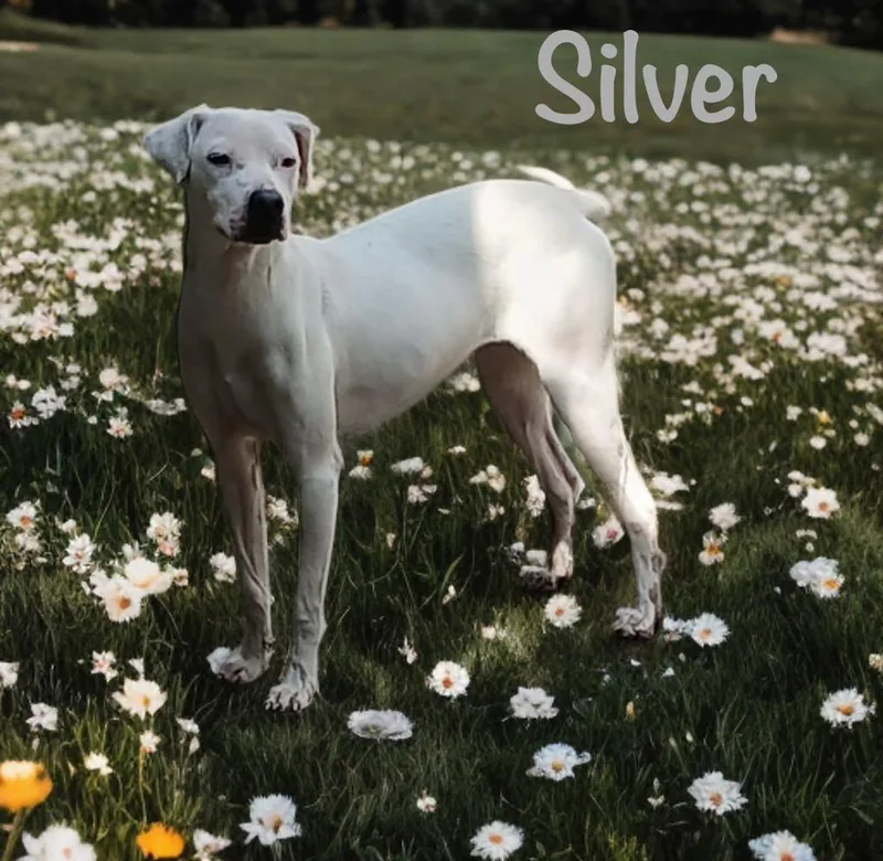 Silver thumbnail 4