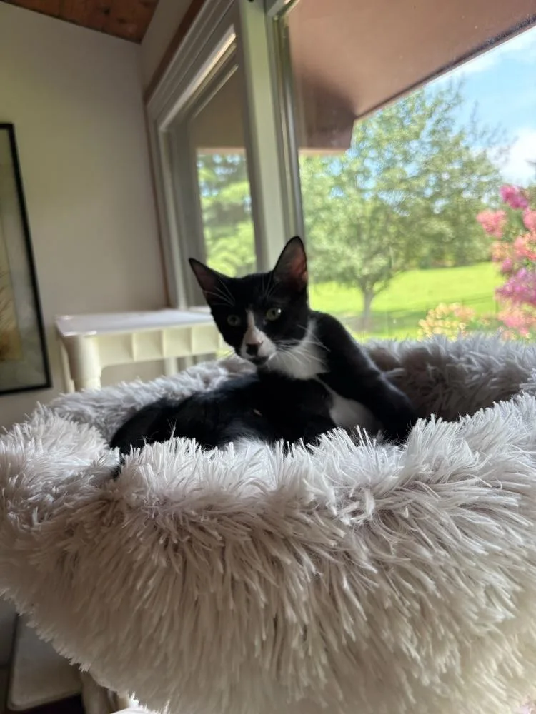 A baby small-sized male Black & White / Tuxedo Domestic Short Hair cat named Sherlock for adoption in Mooresville, NC