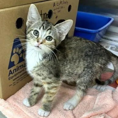 A baby small-sized female Brown / Chocolate Domestic Short Hair cat named Brioche for adoption in Novelty, OH