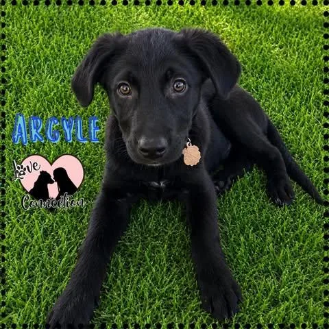 Argyle