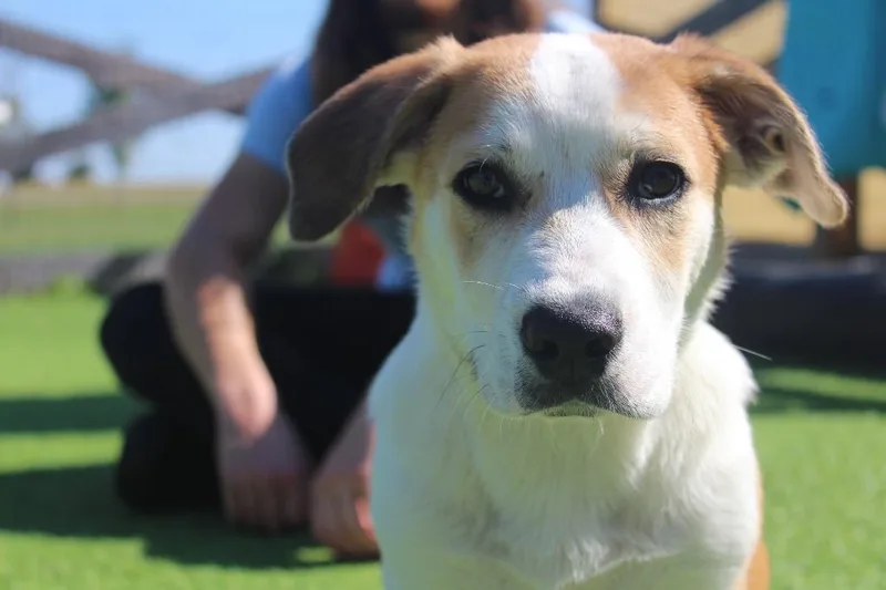 A baby medium-sized male Basset Hound dog named Hayride for adoption in Chestertown, MD