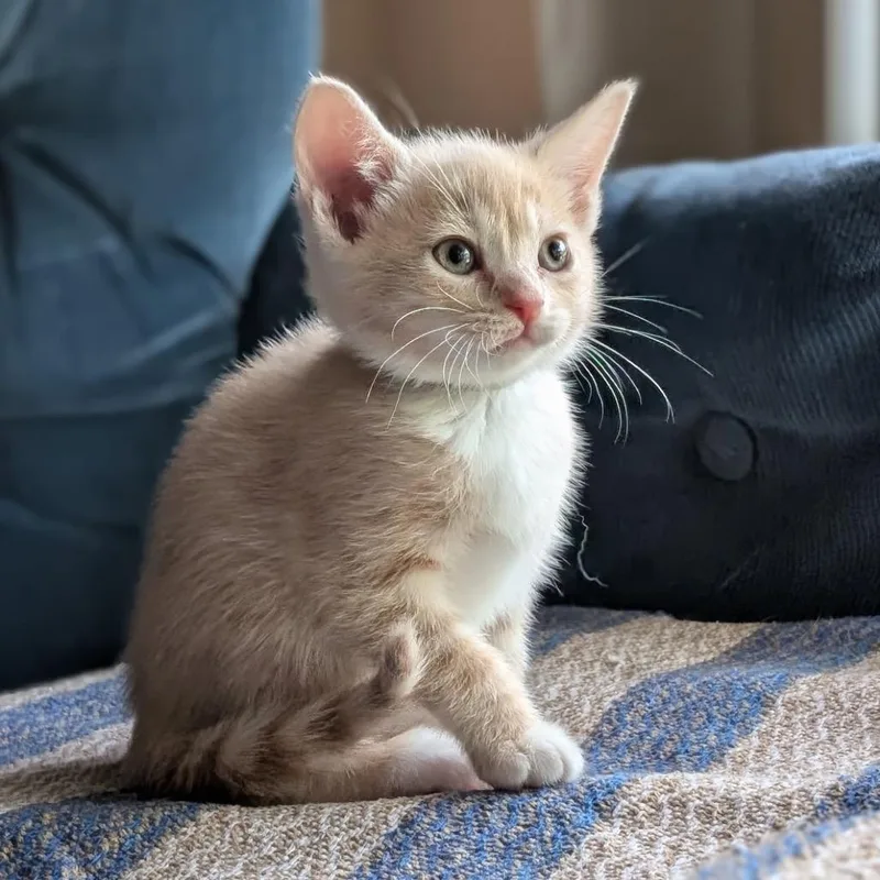 A baby small-sized female Cream / Ivory Domestic Short Hair cat named Luttig for adoption in Pasadena , MD
