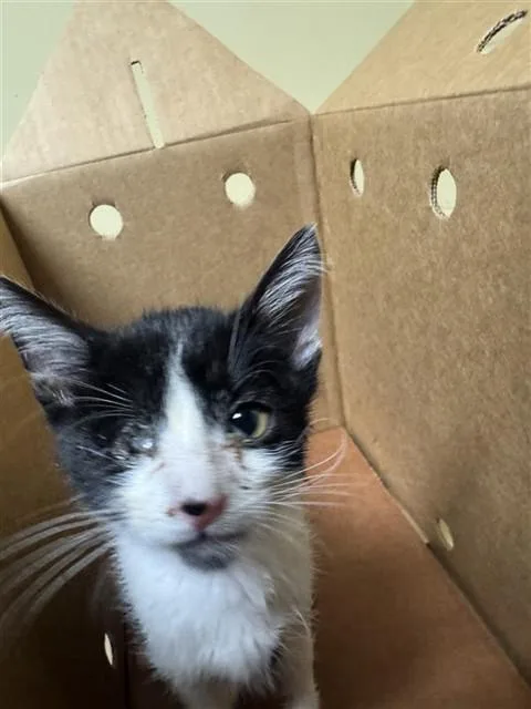A baby small-sized male Domestic Short Hair cat named Drew for adoption in Sacramento, CA