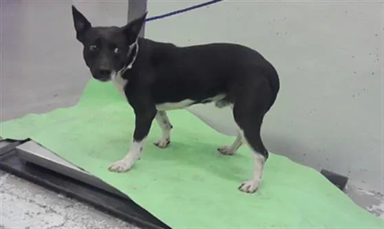An adult medium-sized male Staffordshire Bull Terrier dog named Rocky for adoption in Houston, TX