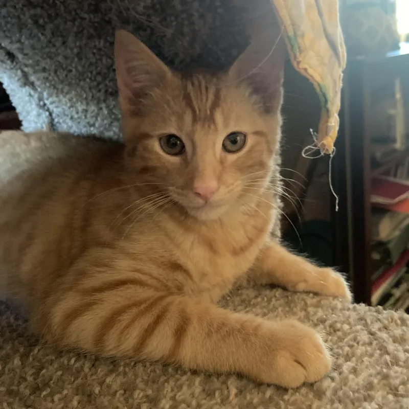 A baby small-sized male Orange / Red Domestic Short Hair cat named Pete for adoption in Santa Rosa, CA