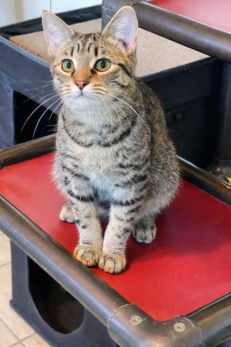 A baby medium-sized male Tabby (Brown / Chocolate) Domestic Short Hair cat named Digby for adoption in Lacon, IL
