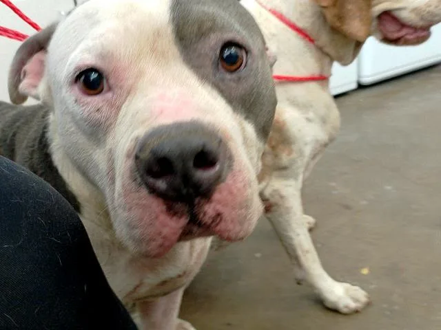 An adult large-sized male Mixed Breed dog named Lulu for adoption in Dallas, TX