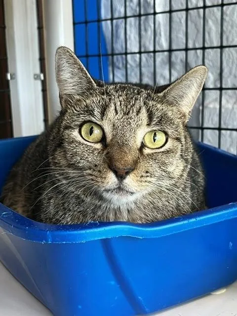 An adult medium-sized female Tabby (Brown / Chocolate) Domestic Short Hair cat named Auberge for adoption in Tyler, TX