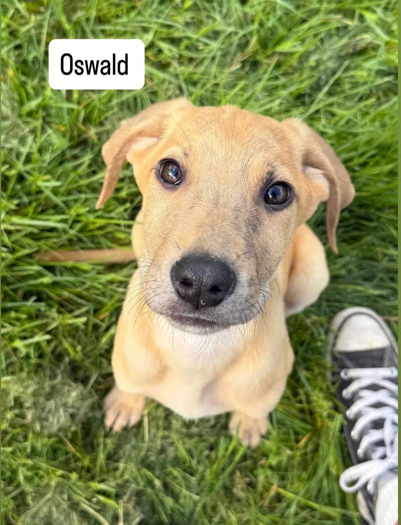 A baby medium-sized male Shepherd dog named Oswald for adoption in Succasunna, NJ