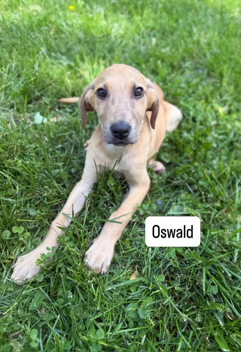 Oswald thumbnail 2