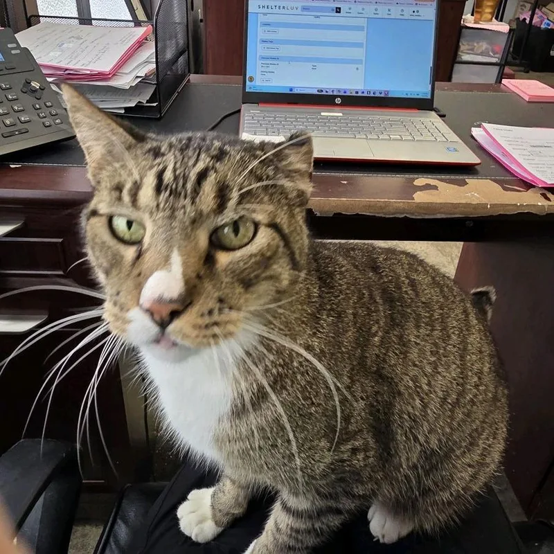 An adult large-sized male Brown / Chocolate Domestic Short Hair cat named Harold for adoption in Branson, MO