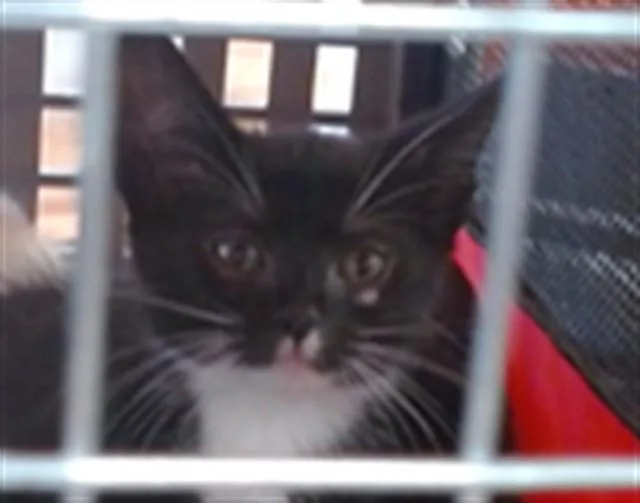 A baby small-sized male Domestic Short Hair cat named Earl for adoption in Louisville, KY