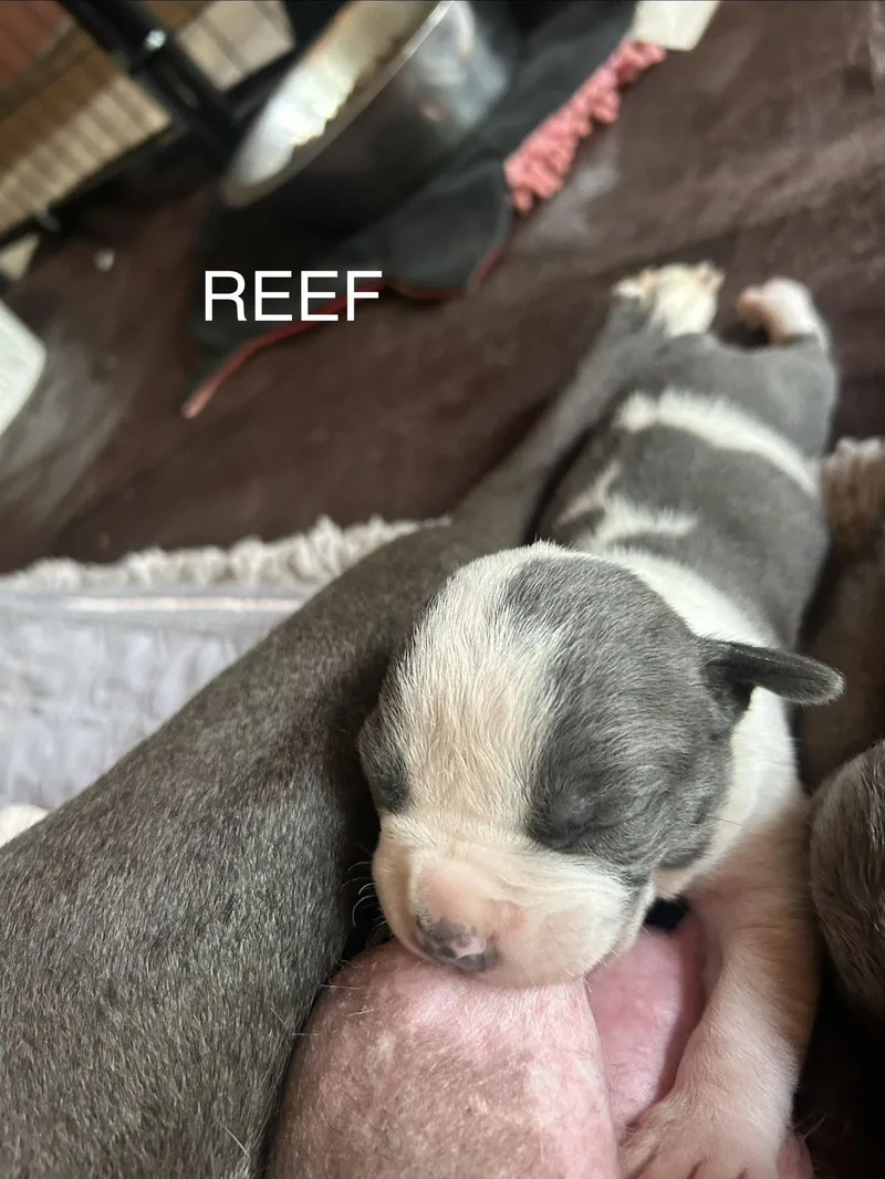 A baby medium-sized male American Staffordshire Terrier dog named Ocean's Coastal Crew for adoption in San Diego, CA